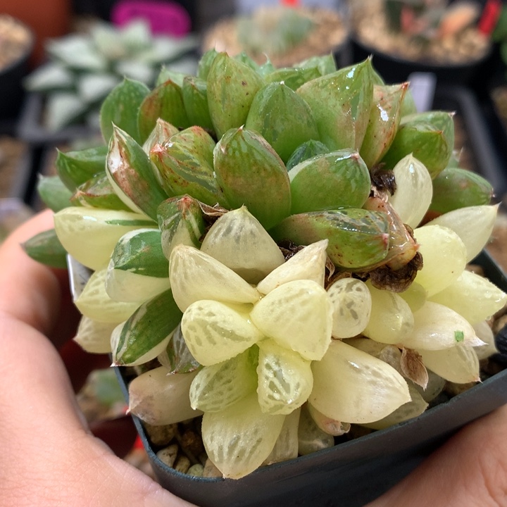 实生玉露锦带盆土发货