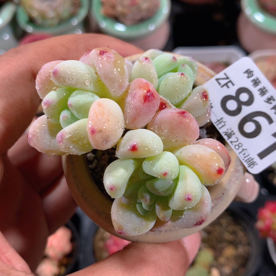 5CM拇指盆精控多肉ZF861