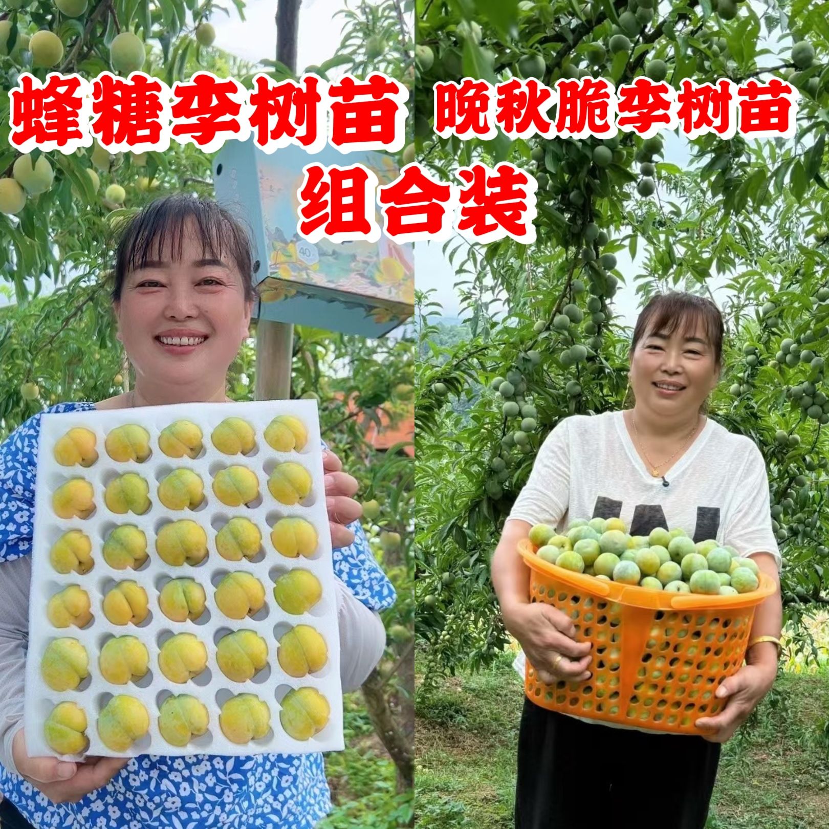 蜂糖李+晚秋脆李