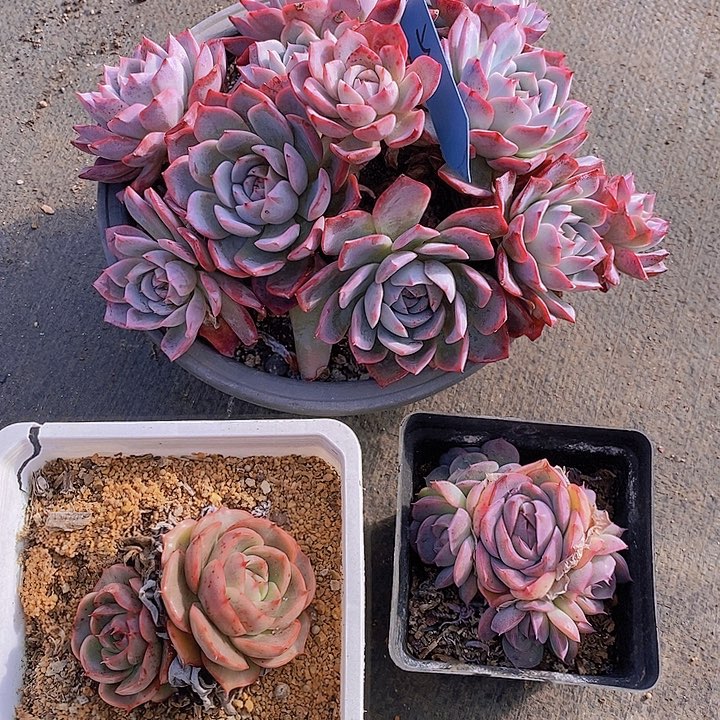 依*5多肉植物老桩11