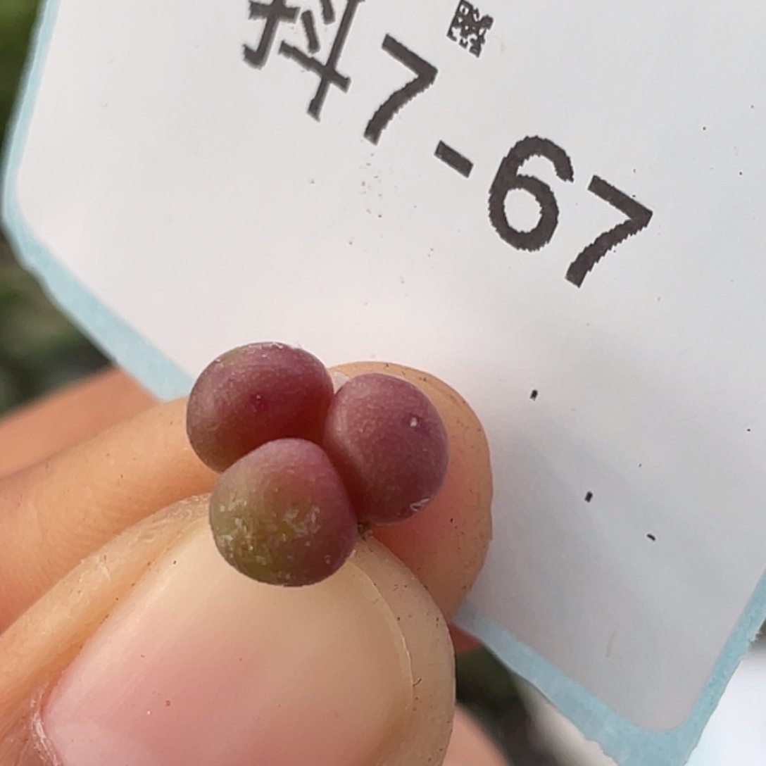 7-67紫葡萄多肉植物