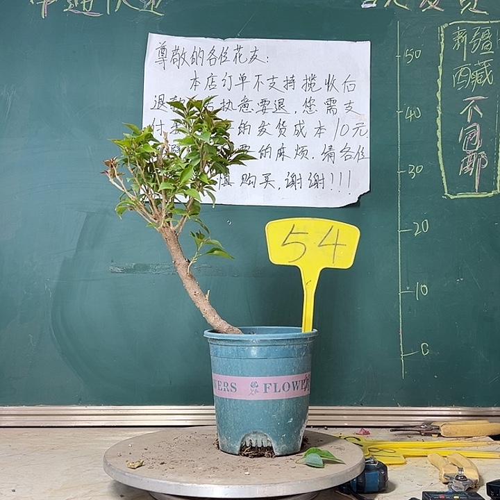 当前无花栽培后可以开花造型红灯笼54