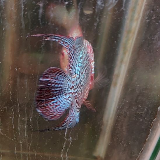 海水鱼2222222222332