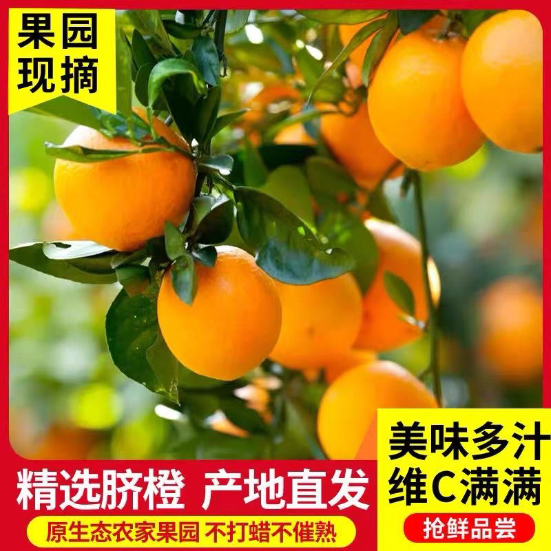 正宗赣南纽荷尔脐橙新鲜现摘多汁香甜当季水果橙子秭归脐橙现采