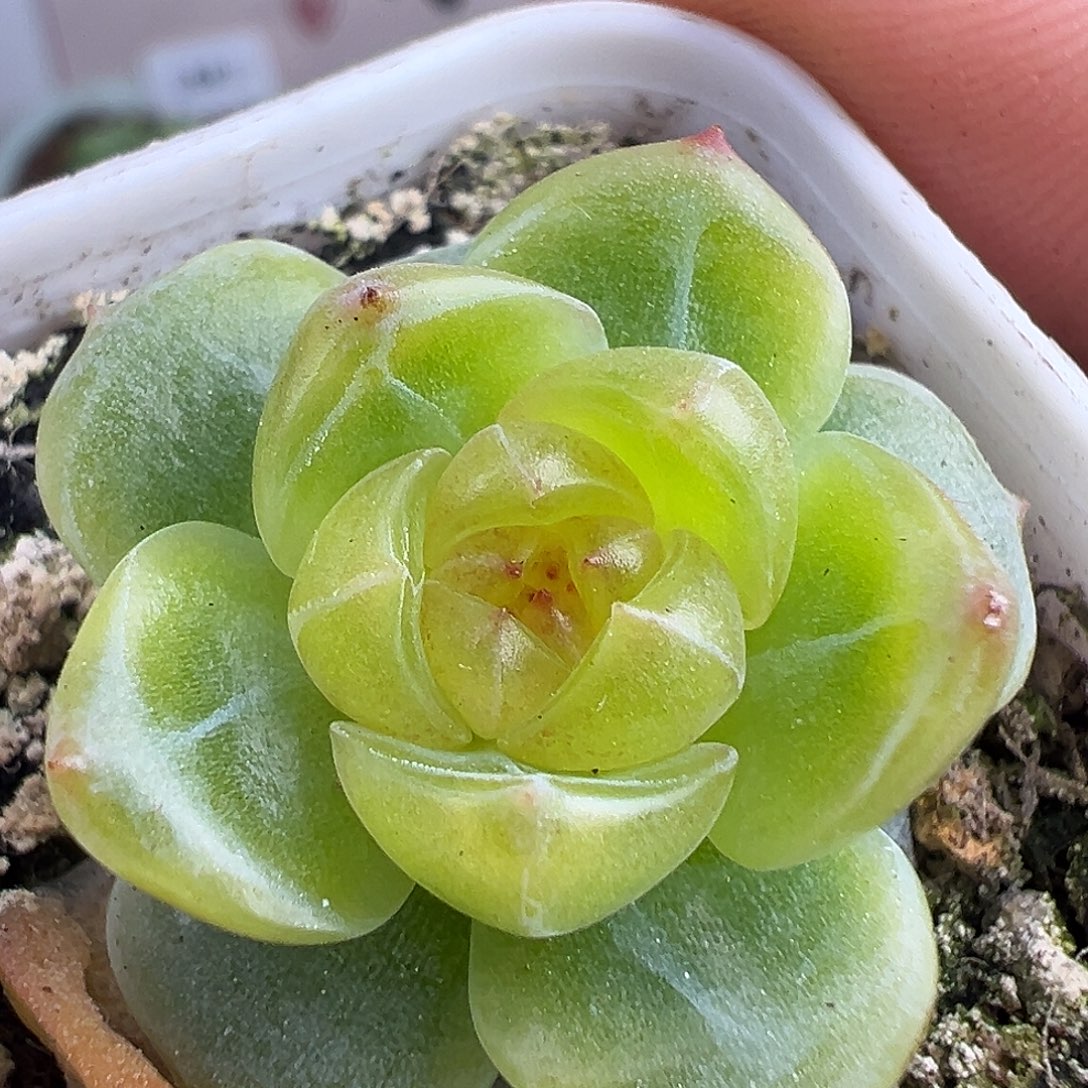 风花雪月小花朵。    