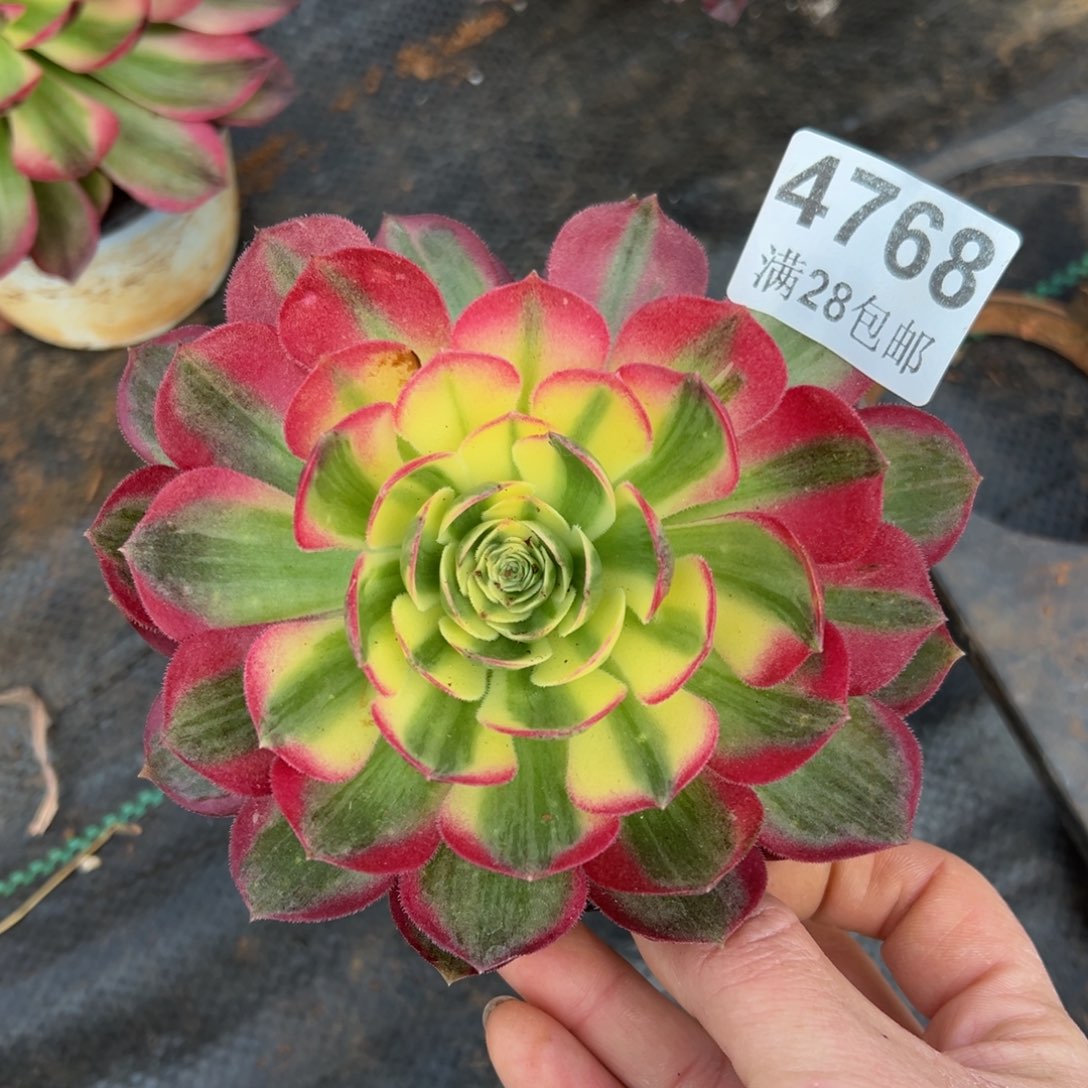 多肉植物4768海王