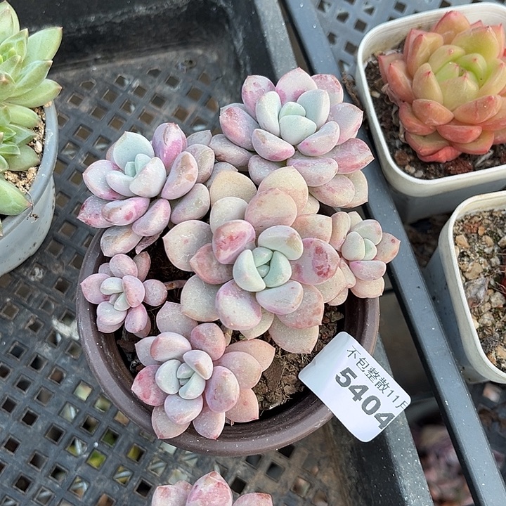 阿雅园艺。        5404花斑鹿