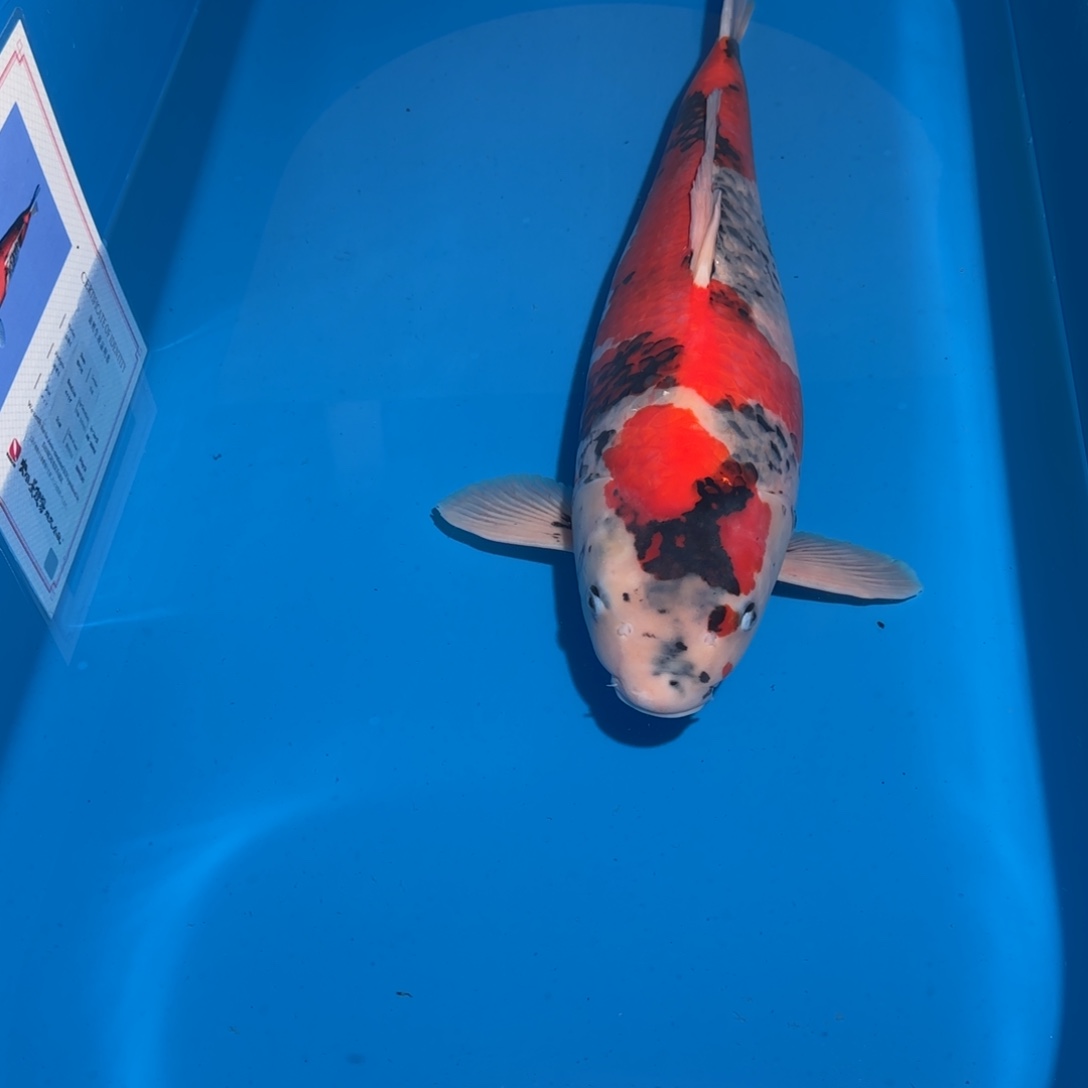 鲤科类公母搭配10-70不支持退换