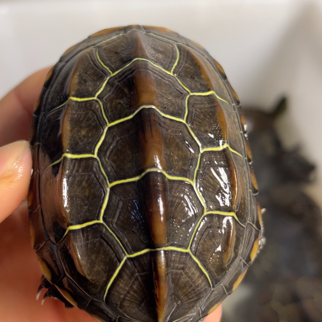 苏北金线冷水草龟