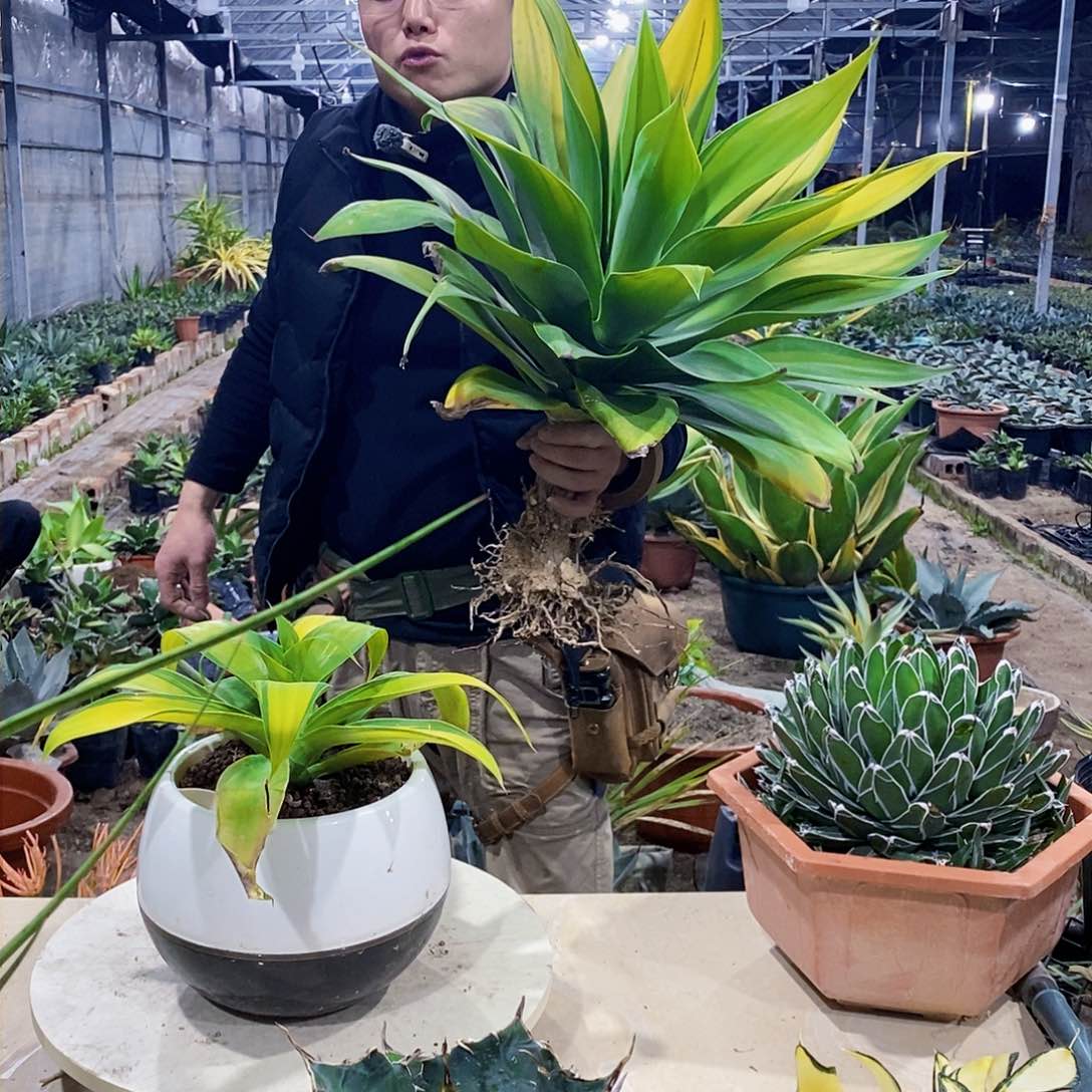 狐尾浅中斑一颗1111