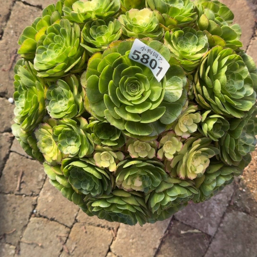 君***哥曼珠沙华多肉植物5801