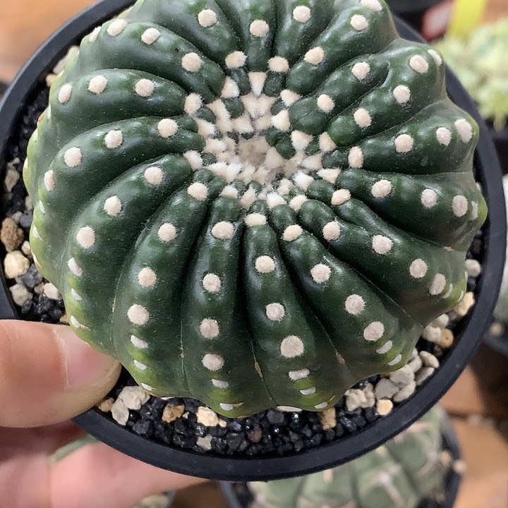 93无刺眩美玉11111211111