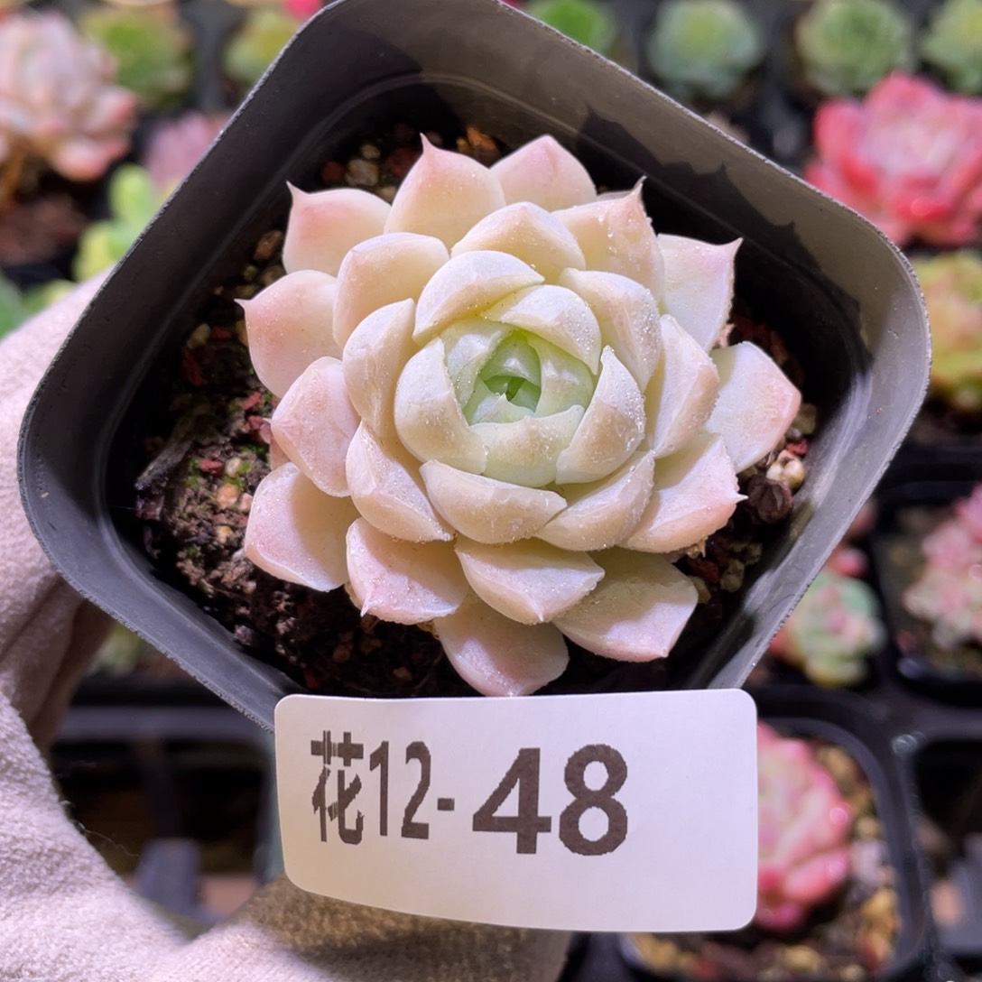 花利美12-48白月影