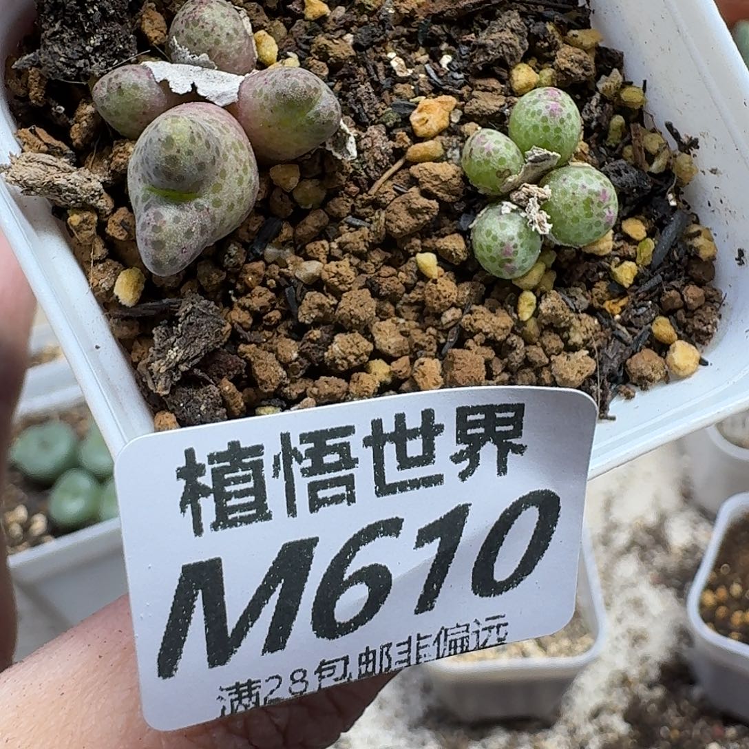 多肉植物的润泽fghj