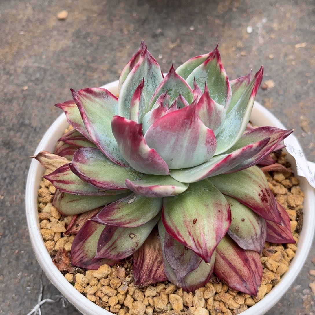 ③****?2.4-9惊鸿1111111