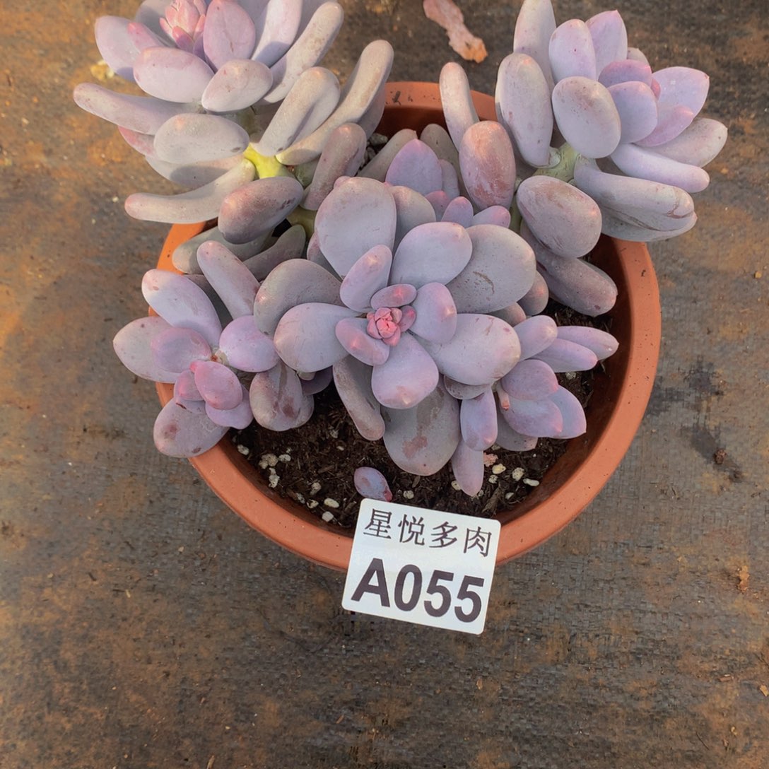 金*星悦多肉    A055。。