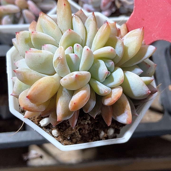 多肉植物b01五头朵朵b 01