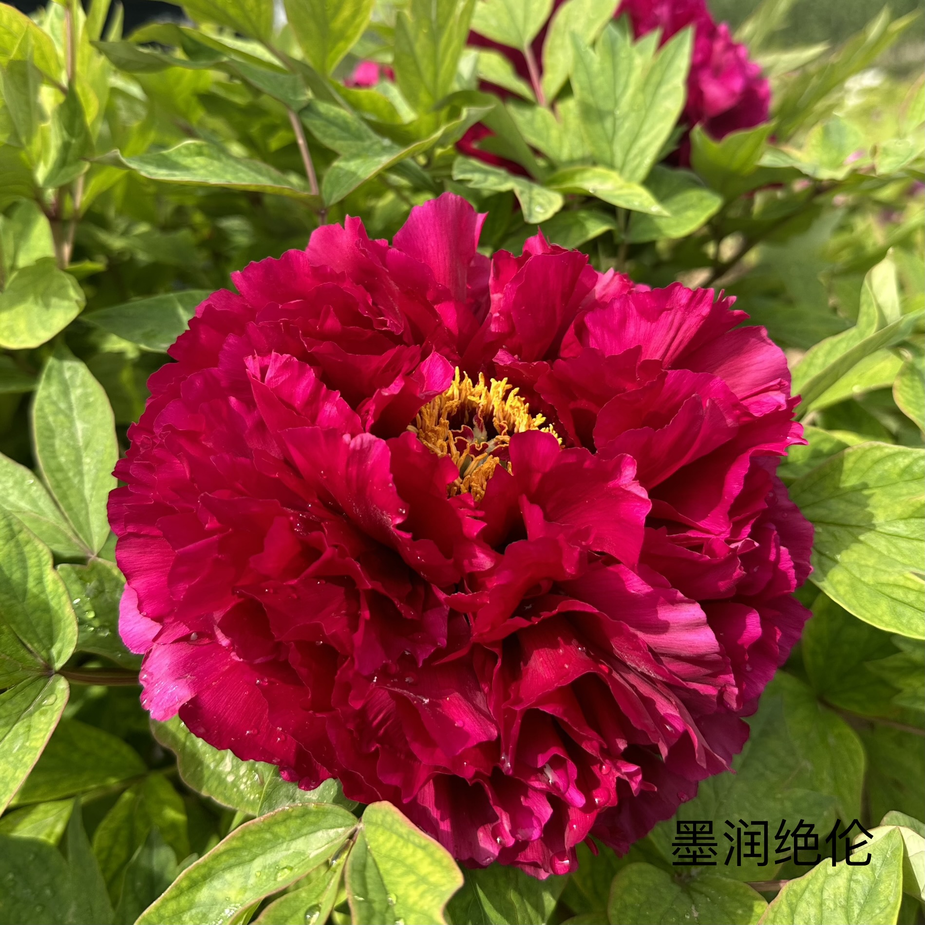 【墨润绝伦】正宗洛阳重瓣千层牡丹花多层大花花卉