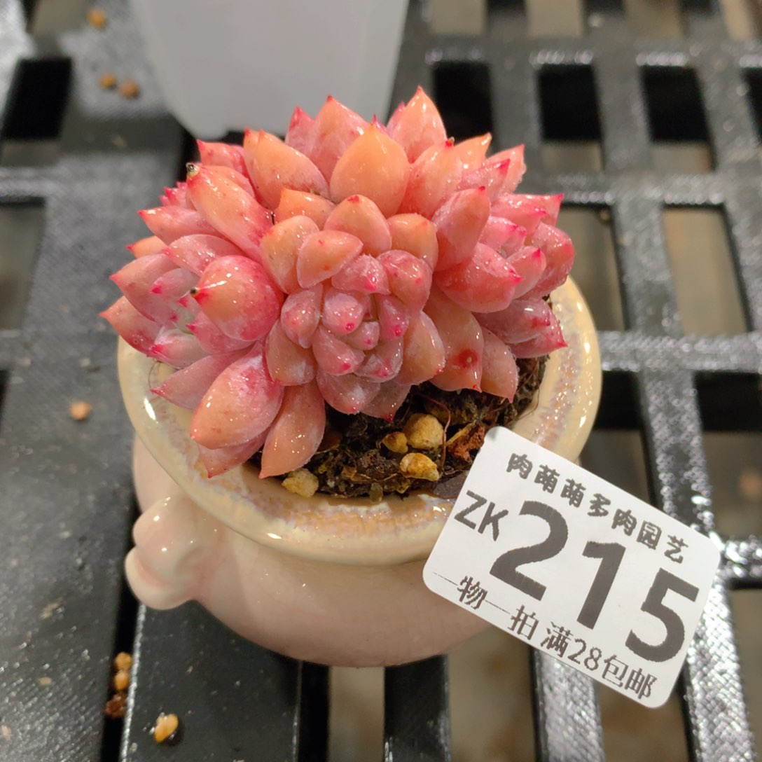 肉萌萌拇指盆精控多肉ZK215