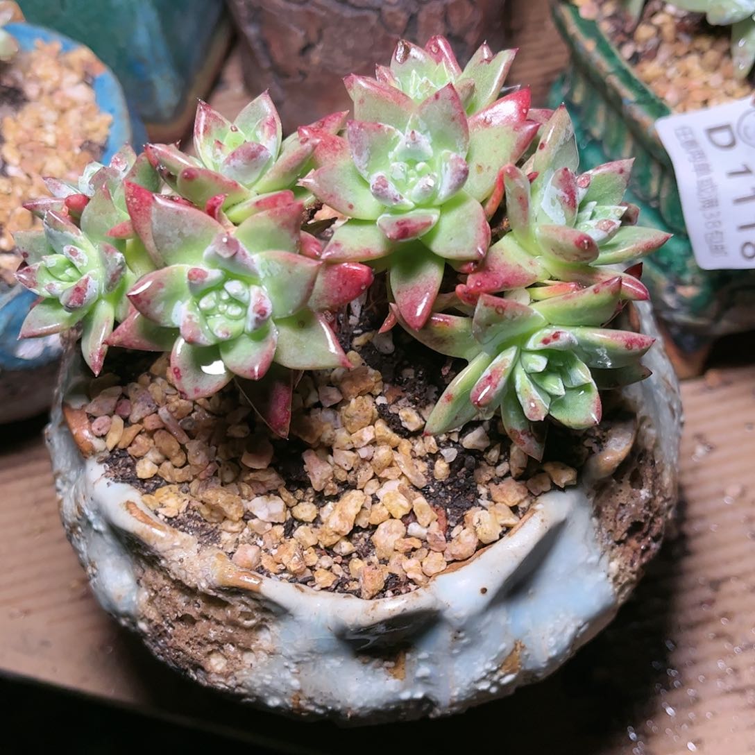 88414苹果白菊仙女杯多肉