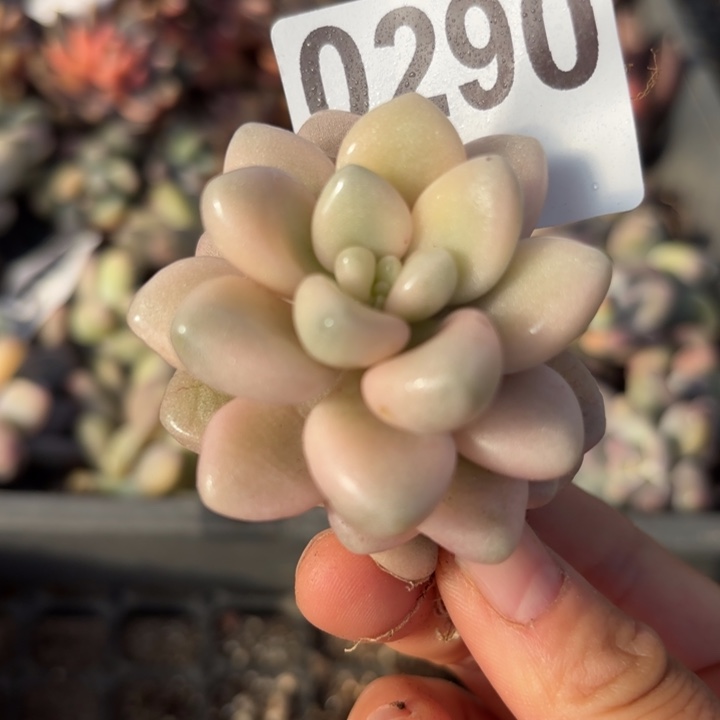 花斑鹿多肉植物满18包邮当场凑单