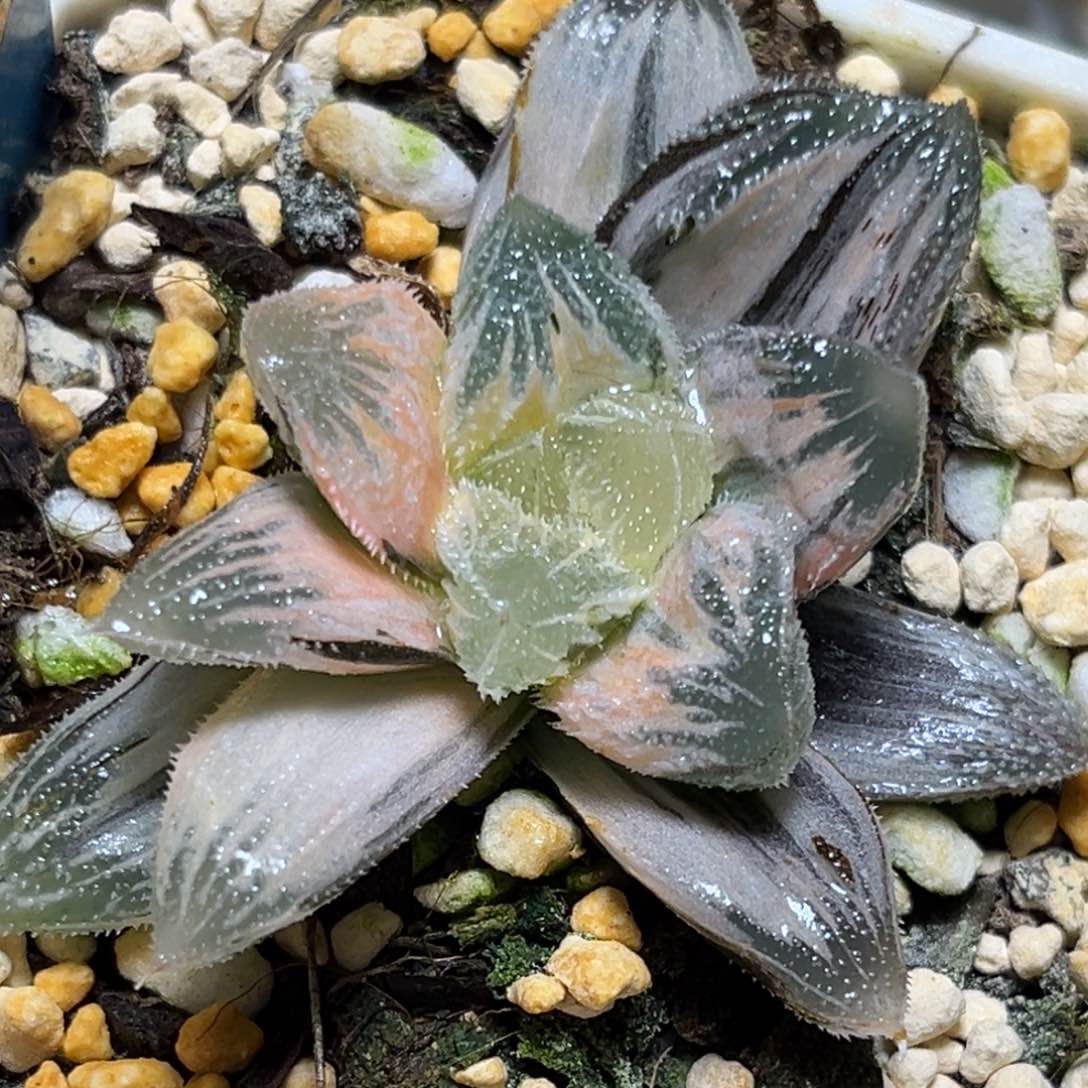 恭喜发财大吉大利0124