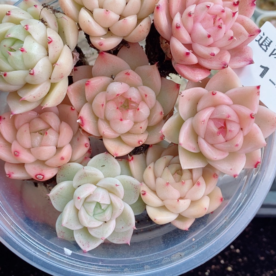 1-40 新疆西藏内蒙不发12.8包邮2-3公分多肉