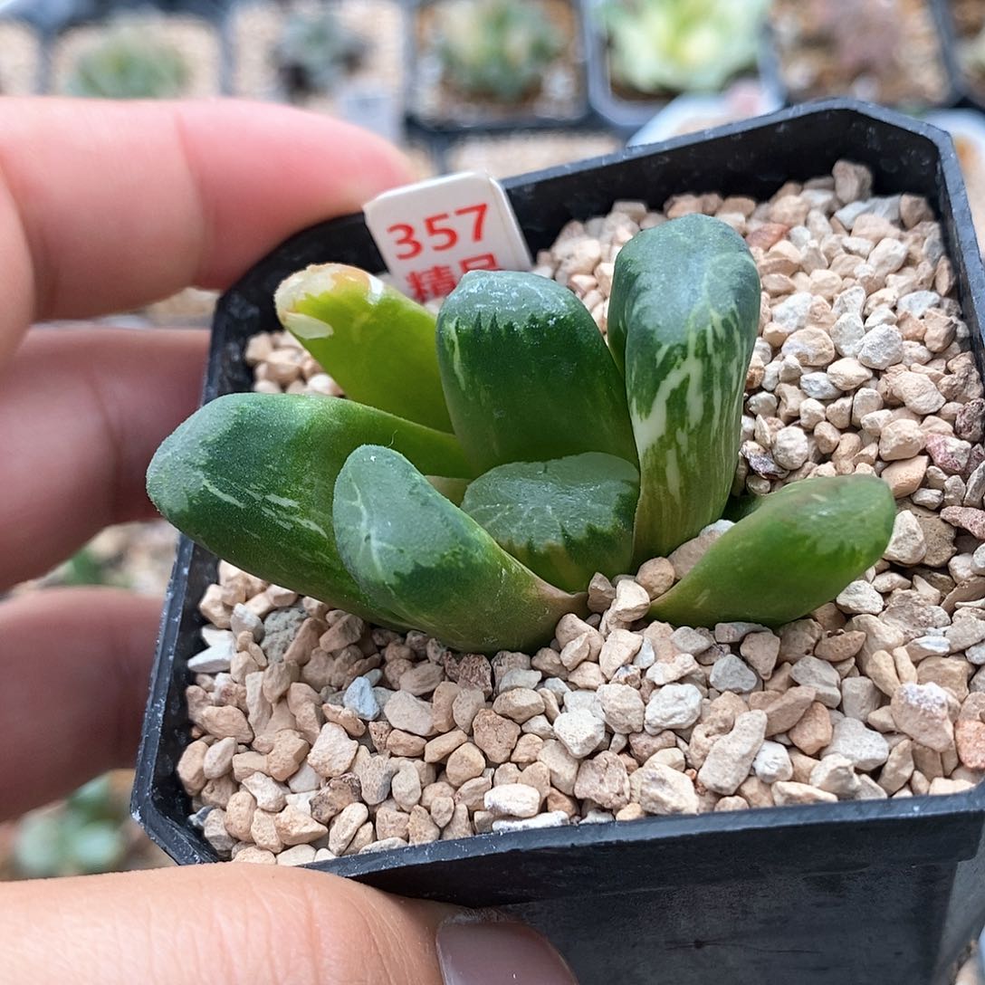 357号霸王万象锦一物一拍