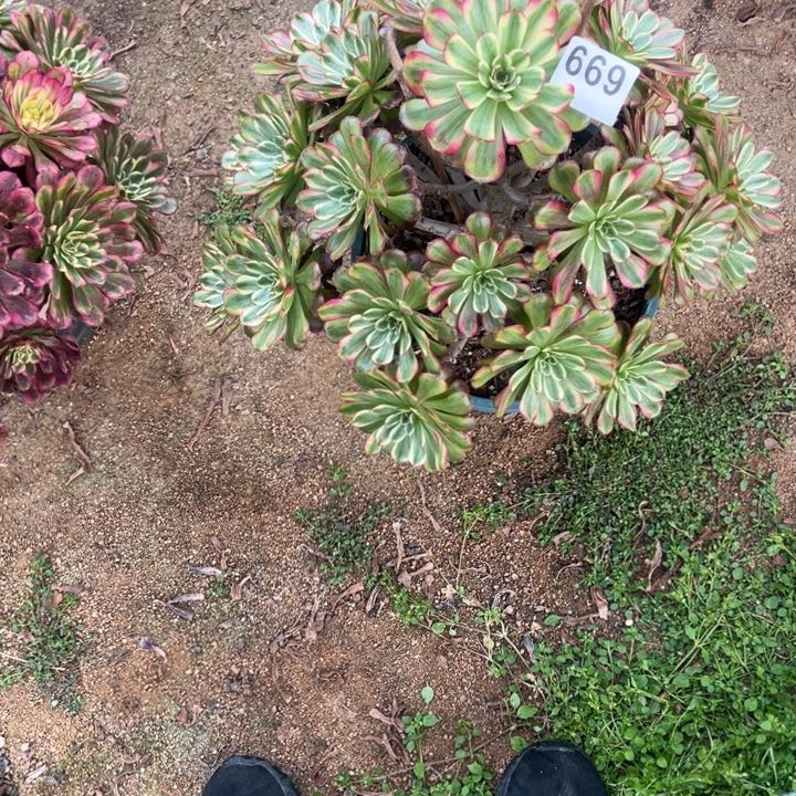 晴*669舞天姬多肉植物花