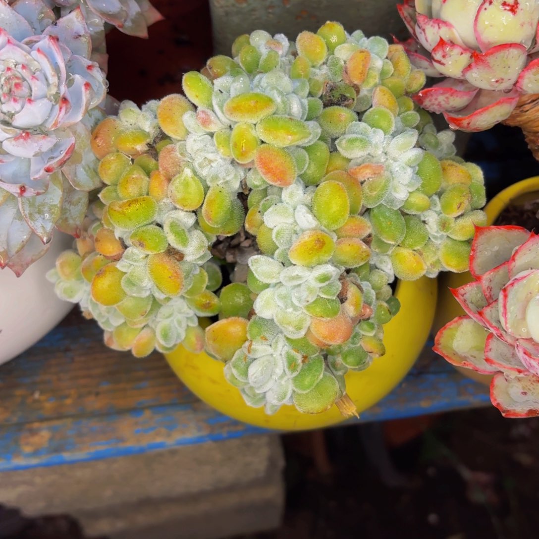 用***3老桩精品肉肉雪化心缀