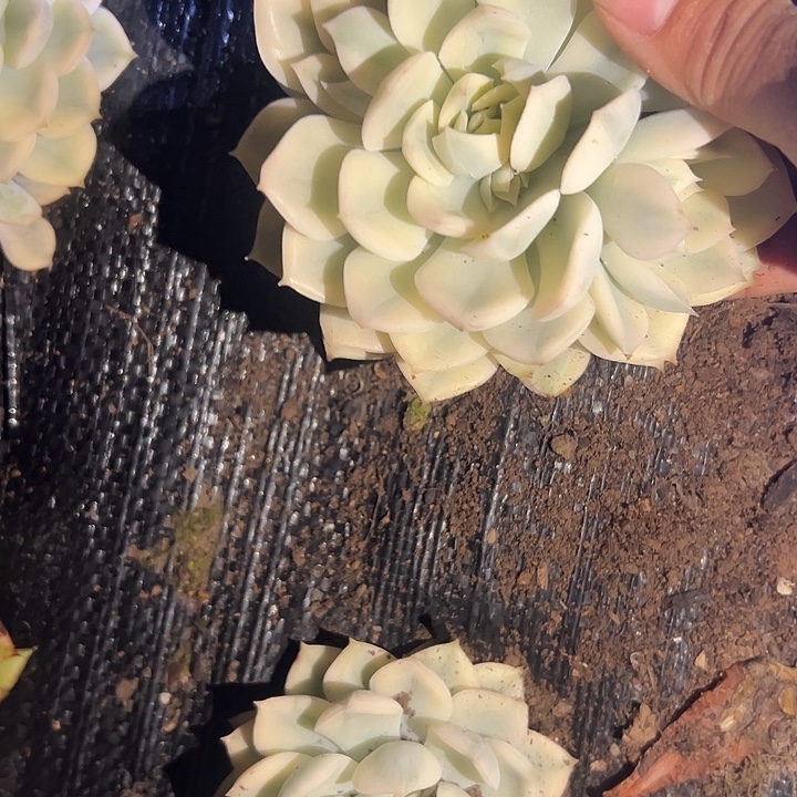 月亮仙子锦好好看