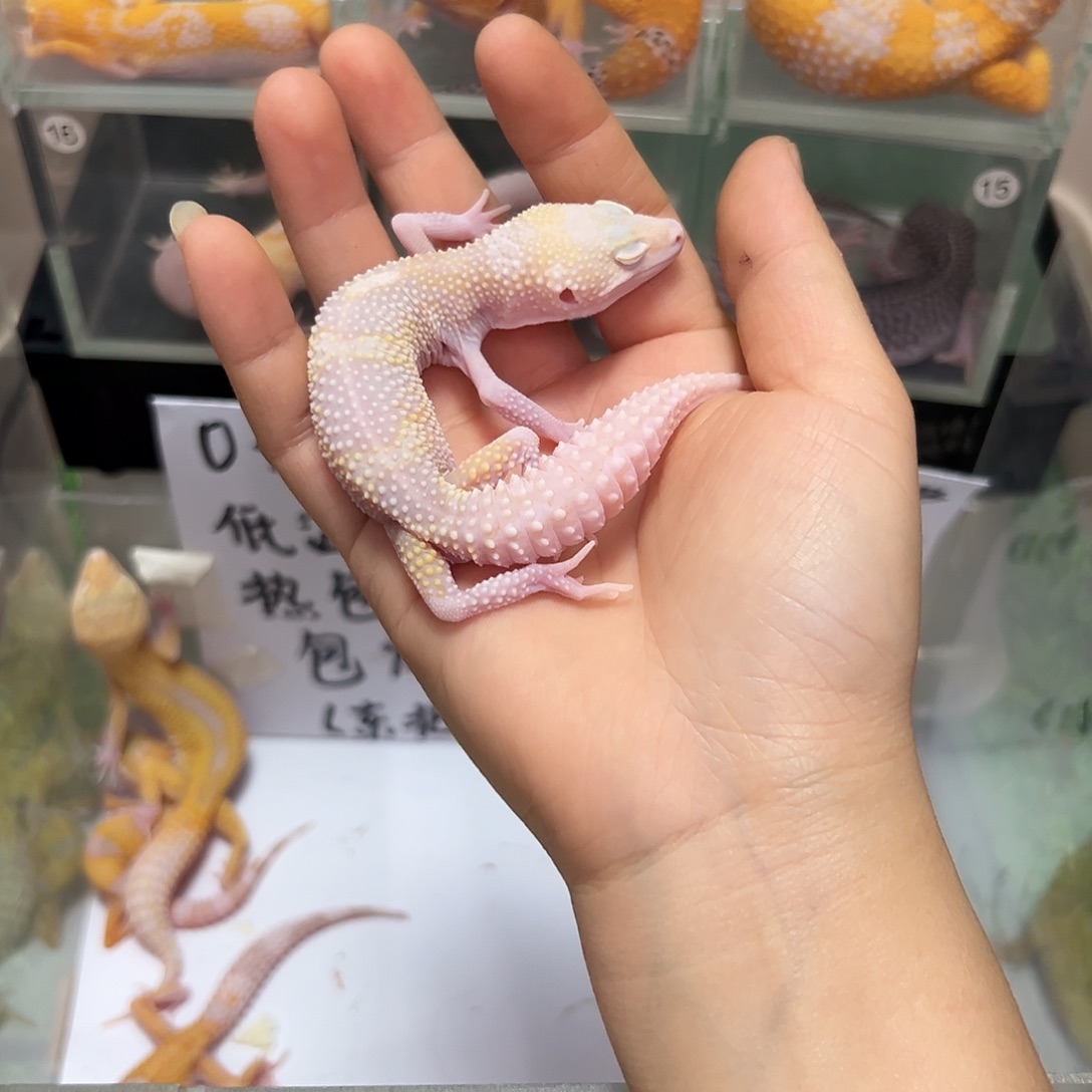 豹纹守宫豹纹守宫