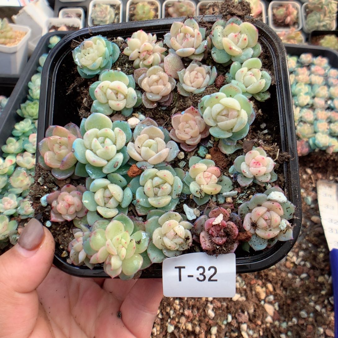 无花朵T32月英语英语