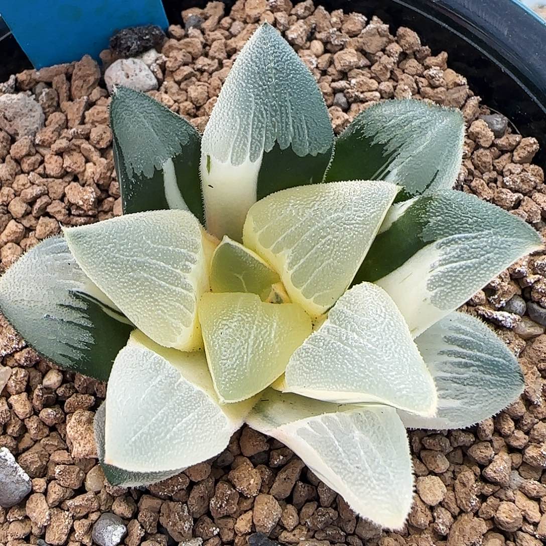 84号糊斑实生克锦一物一拍带盆土