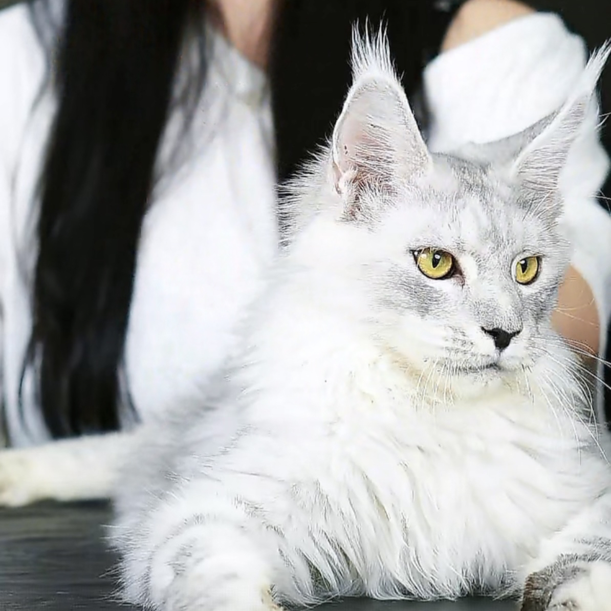 高银色缅因猫弟弟，五个月，钱多多缅因猫