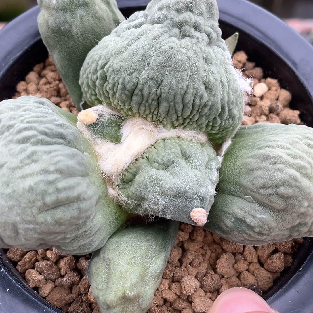 实生大宽叶怒涛福利。