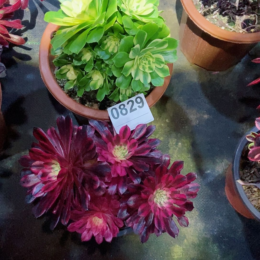 红陶0829黑铜白辛尼亚4多肉小颗