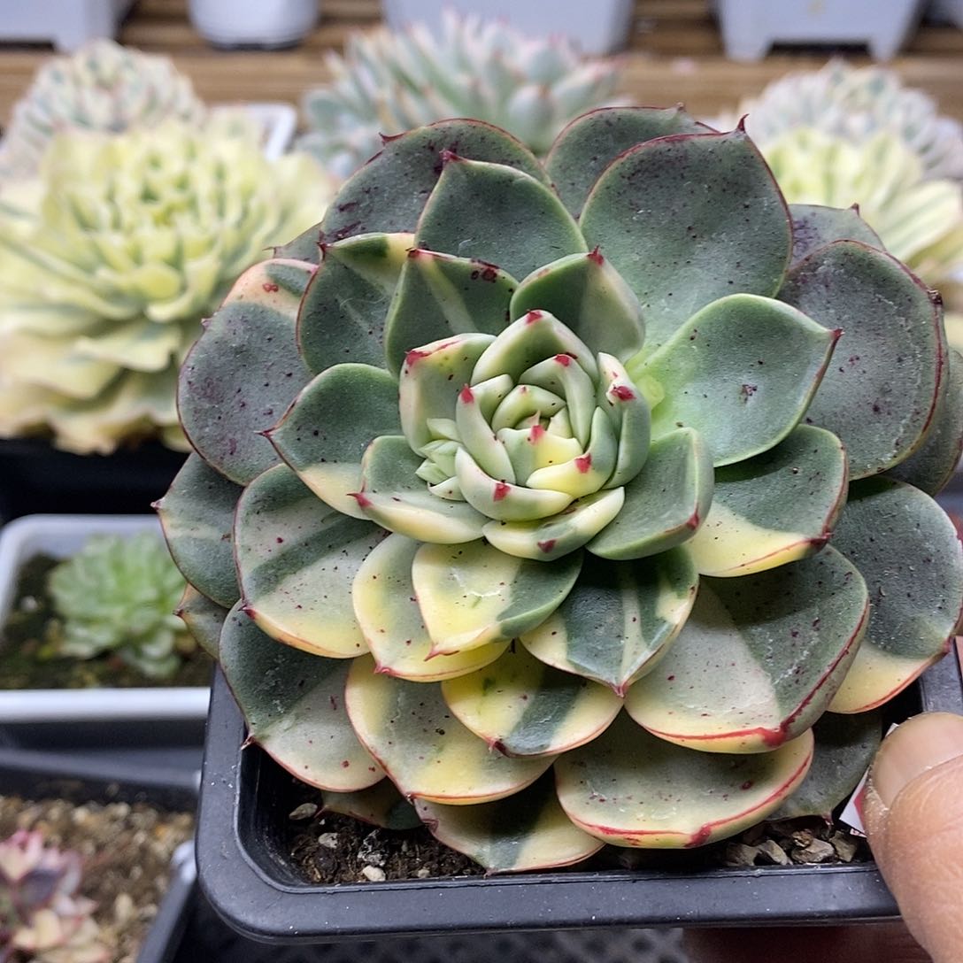 19115 斗牛士花脸锦