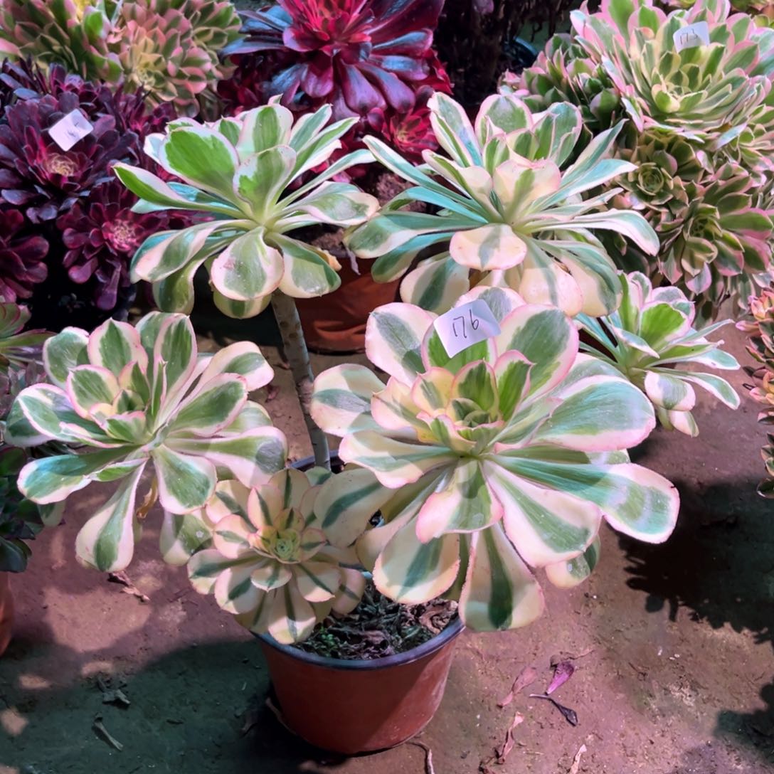 多肉植物燕姿176