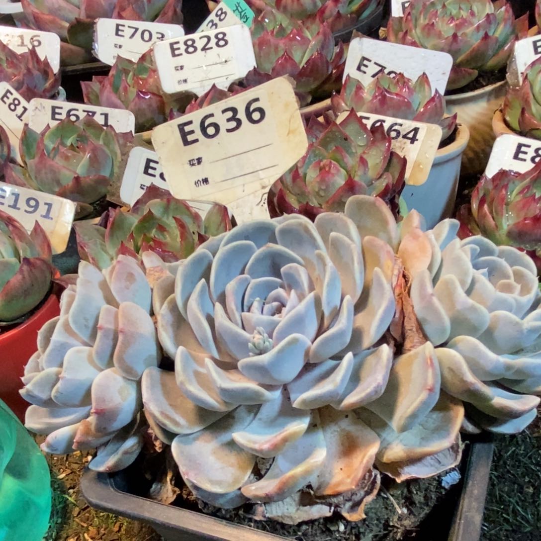 汉堡多肉和636多肉