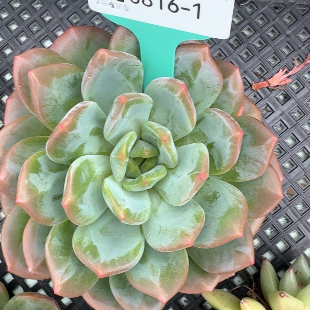 从前慢多肉编号0816-1