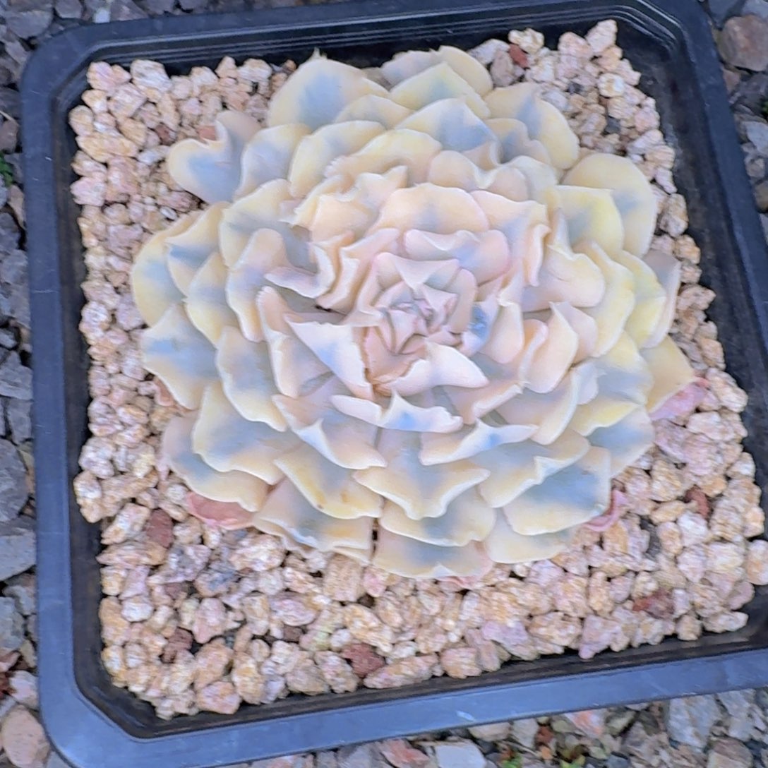 瑾***怡多肉植物的生长发育和生长发育