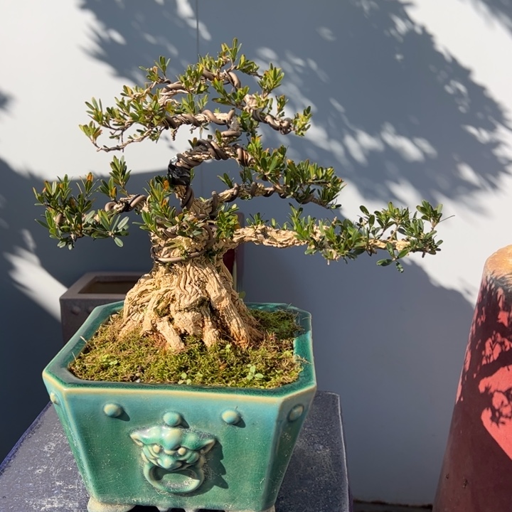 无花朵精品老桩雀舌黄杨盆景