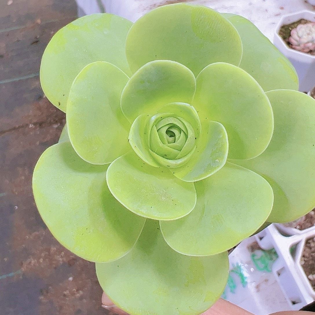 白玉鸡蛋19包邮多肉