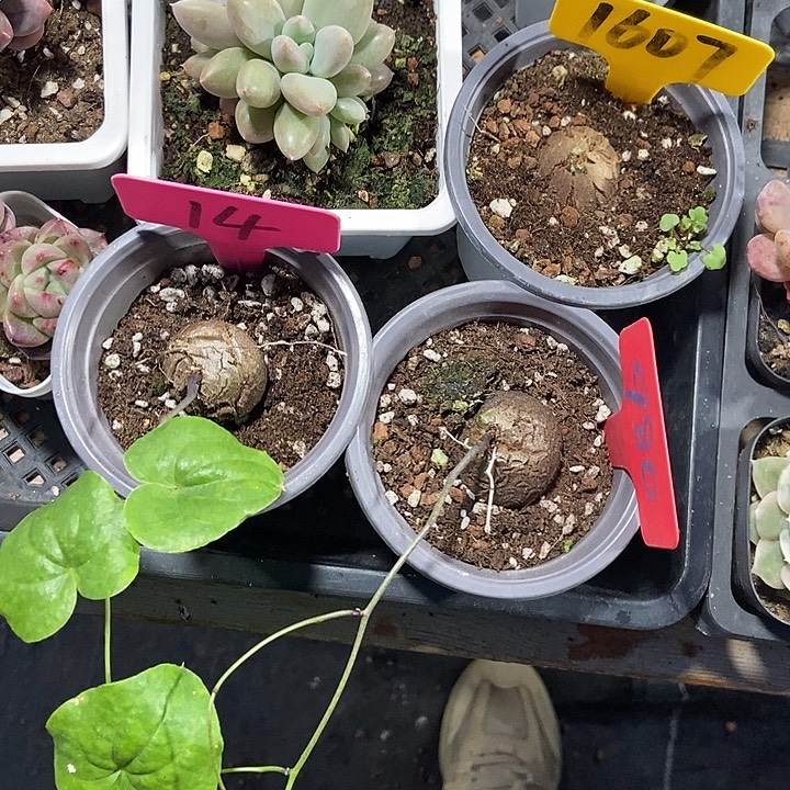 多肉植物龟甲龙1607 14 980