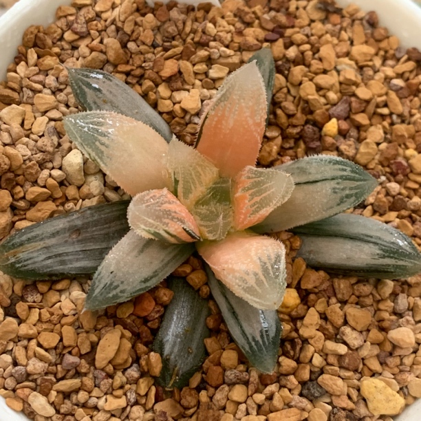 523糊斑白帝城锦多肉植物十二卷室内阳台精品盆栽原盆带土