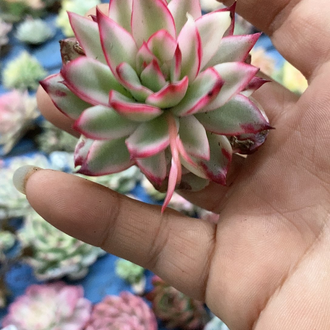 412吉赛尔锦多肉植物哇啦塞