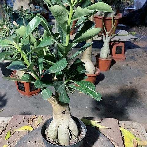 【闪购商品】无花朵兜***姥