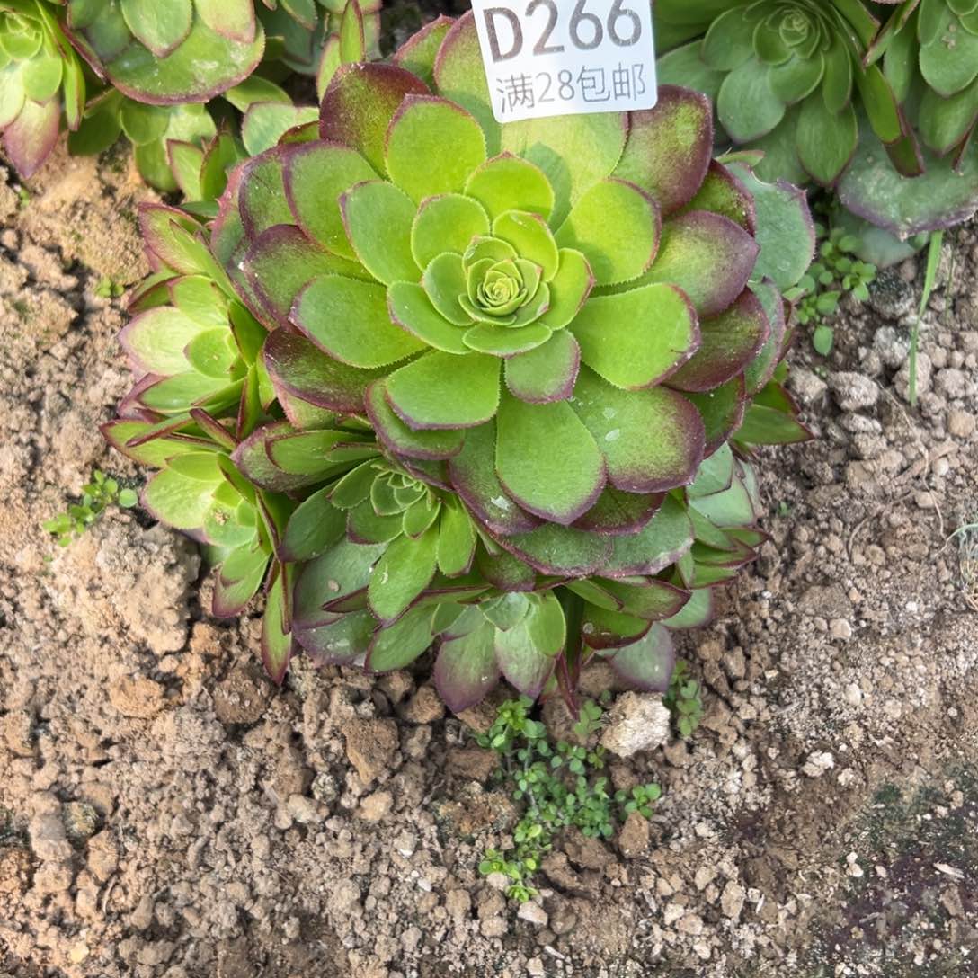 266多肉  圣罗兰    