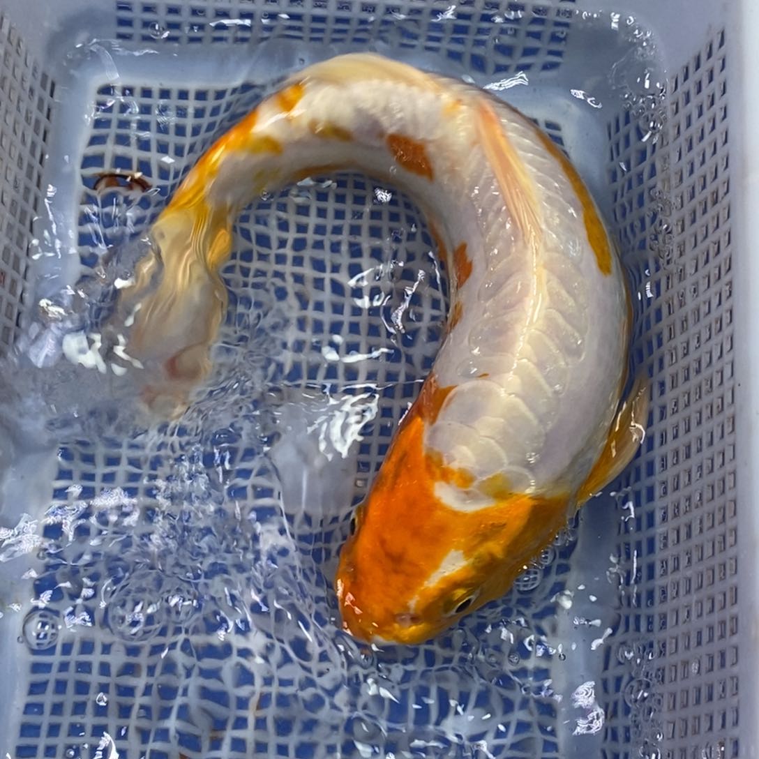锦鲤冷水锦鲤包邮